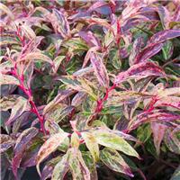 Leucothoe fontanesiana Rainbow - Switch Ivy