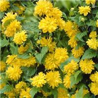 Kerria japonica Pleniflora - Large