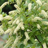 Itea Henry's Garnet ilicifolia - Virginian Willow
