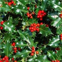 Ilex aquilfolium Alaska - Holly