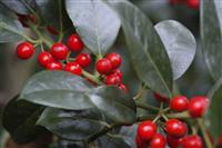 Ilex J C Van Tol - Self-Fertile Female English Holly - circa 100-120cm bush