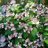 Hydrangea involucrata 'Late Love'