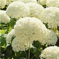 Hydrangea arborescens Annabelle