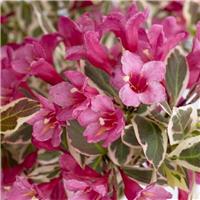 Weigela All Summer Monet