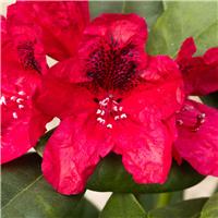 Rhododendron Lord Roberts