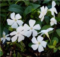 Vinca minor alba - WHITE Lesser Periwinkle Plant