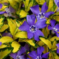Vinca minor ''Illumination'' - Illuminations variegated Periwinkle