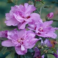 Hibiscus syriacus Ardens - Candy Floss Rose of Sharon