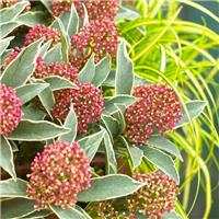 Skimmia MYSTIC Marlot - Variegated Evergreen Skimmia