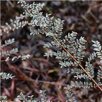 Lonicera nitida 'Silver Beauty' - Bush Honeysuckle