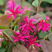 Loropetalum chinensis Daybreaks Flame - Chinese Witch Hazel - Fringe Bush