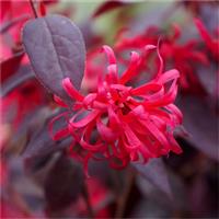 Loropetalum chinensis Ever Red (Chang Nian Hong) - Chinese Witch Hazel