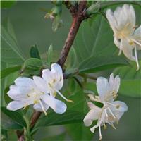 Lonicera Fragrantissima - Winter Honeysuckle
