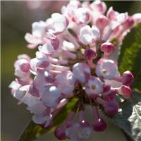 Viburnum carlesii Aurora