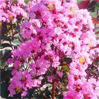 Lagerstroemia indica 'Rhapsody In Pink' - Crepe Myrtle