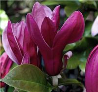 Magnolia liliiflora Nigra - Circa 110-120cm