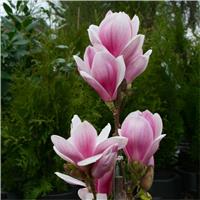Magnolia Satisfaction - Large Flowered Tulip Tree