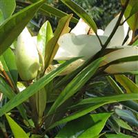 Magnolia grandiflora Galissoniere - Bull Bay - circa 100-120cm