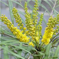 Mahonia Soft Caress - Spine Free Mahonia