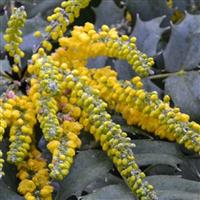 Mahonia x media Charity