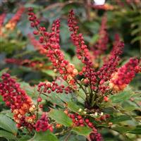 Mahonia nitens Cabaret - Orange Mahonia