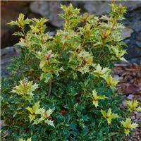 Osmanthus heterophyllus 'Goshiki' - False Holly