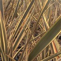 Phormium Brown Sugar - New Zealand Flax