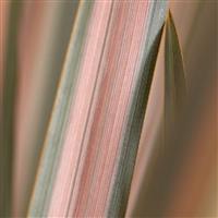 Phormium Rainbow Sunrise (Maori Sunrise) - New Zealand Flax