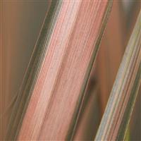 Phormium Pink Panther - New Zealand Flax