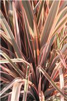 Phormium Rainbow Queen - New Zealand Flax