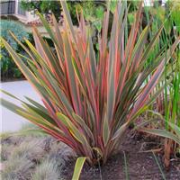 Phormium Sundowner - New Zealand Flax