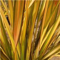 Phormium Apricot Queen - New Zealand Flax