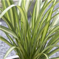 Phormium Cream Delight - New Zealand Flax