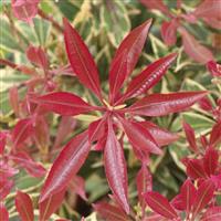 Pieris Carnival