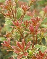 Pieris Little Heath - Lily of the Valley Shrub - Extra Large Specimen