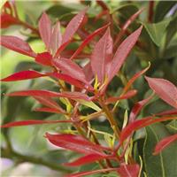 Pieris Mountain Fire - Lily of the Valley Shrub