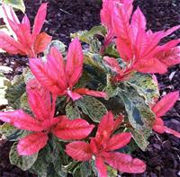 Photinia serratifolia Pink Crispy