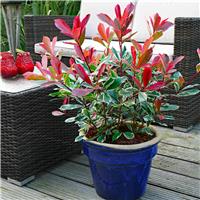 Photinia cassini Pink Marble - Hardy, Evergreen Variegated Red Robin Shrub