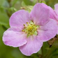 Potentilla fruticosa Pink Queen - LOVELY PINK