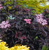 Sambucus nigra Black Beauty - Noir Elder Sambuca Plant