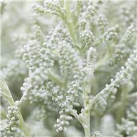 Santolina chamaecyparissus - Cotton Lavender