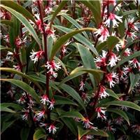Sarcococca hookeriana 'Purple Stem'