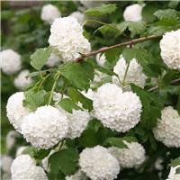 Snow Ball Tree - Viburnum opulus roseum - Snowball Tree