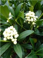 Skimmia Kew White