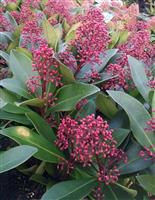 Skimmia japonica Rubella - Evergreen in Bud