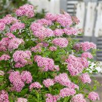 Spiraea japonica Little Princess