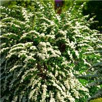 Spirea nipponica Snowmound