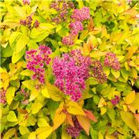 Spiraea Golden Princess - Gold Foliage Spiraea
