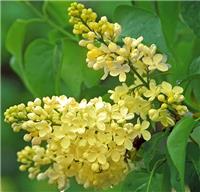 Syringa vulgaris Primrose - Rare Yellow Lilac Bush