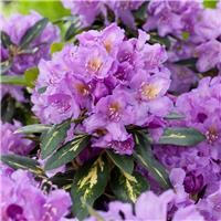 Rhododendron Goldflimmer - Rhododendron Hybrid